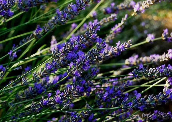 Prázdninový dům Rustic Holiday Miketa