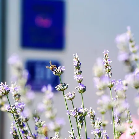 Rustic Miketa Hébergement de vacances Lukoran