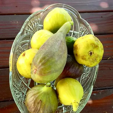 Rustic Miketa Hébergement de vacances