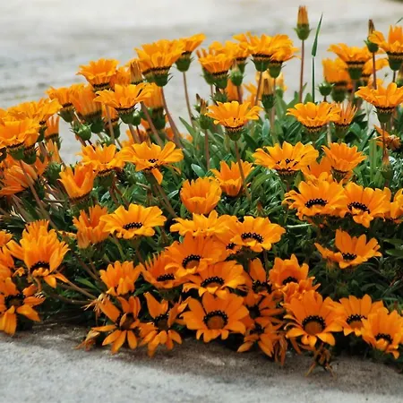 Hébergement de vacances Rustic Miketa Lukoran