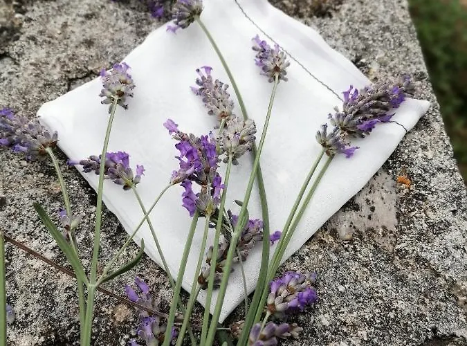 Rustic Miketa * Lukoran