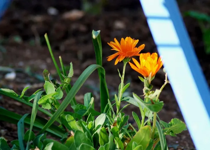 Rustic Miketa بيت للعطل