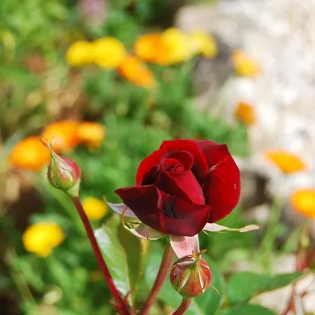 Rustic Miketa * Lukoran